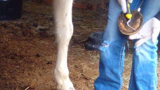 I hope this video helped you guys out! am not a professional farrier
by any means, but through several of farriers have learned basic trim.
my horses a...