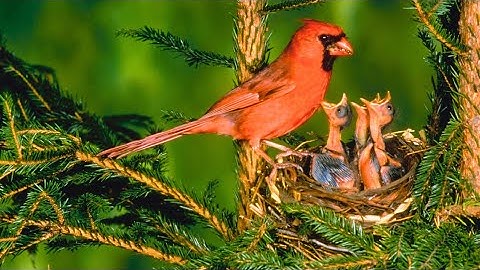 Colorful Morning Bird Songs | Relaxing Nature Sounds for Sleep, Study & Stress Relief (No Music)