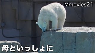 Polar Bear push 親子でプッシュ！プッシュ！