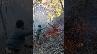 Fındık Bahçesi Resimi