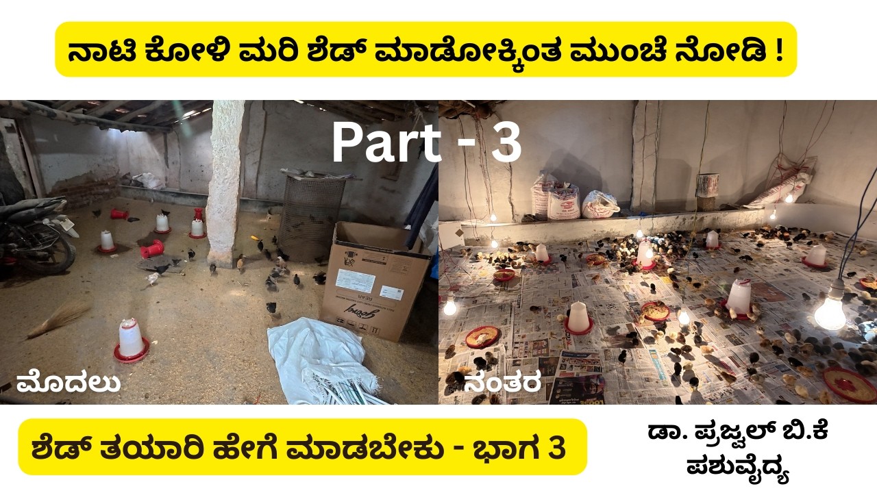 ಭಾಗ-3 | ದೇಸಿ ನಾಟಿ ಕೋಳಿ ಮರಿಗಳಿಗೆ ಶೆಡ್ ಹೇಗೆ ರೆಡಿ ಮಾಡೋದು? |#ನಾಟಿಕೋಳಿಮರಿಗಳು #ನಾಟಿಕೋಳಿಸಾಕಾಣಿಕೆ #NatiKoli