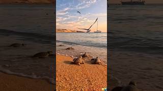 Beach #sunrise #beach #ocean #turtle #birds #animals #nature #naturelovers #goodvibes #relaxation