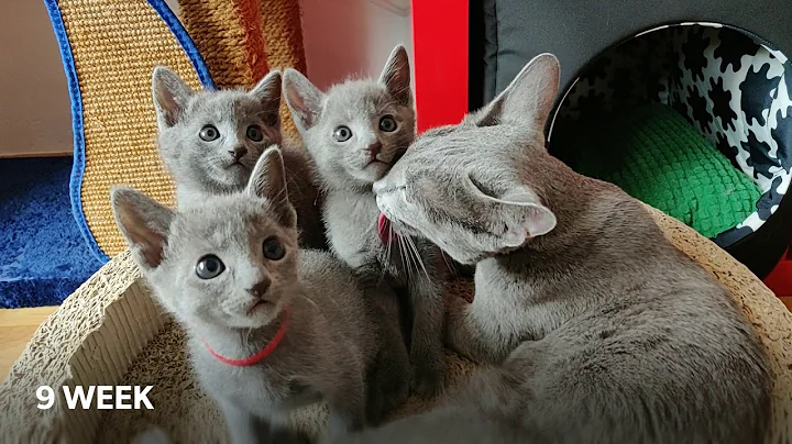 Watch the video about 13 WEEKS OF LIFE IN OUR BREEDING STATION RUSSIAN BLUE CATTERY VAMIRON, CZ - LITTER E