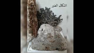 (Ambergris ) أشكال والوان عنبر  الحوت