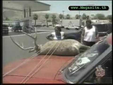 animal-prank-with-a-deer