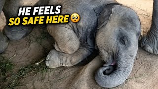 WAIT… WHY IS THIS BABY ELEPHANT SO PEACEFUL 🥹🐘❤️ | @Animalsworldsonly 