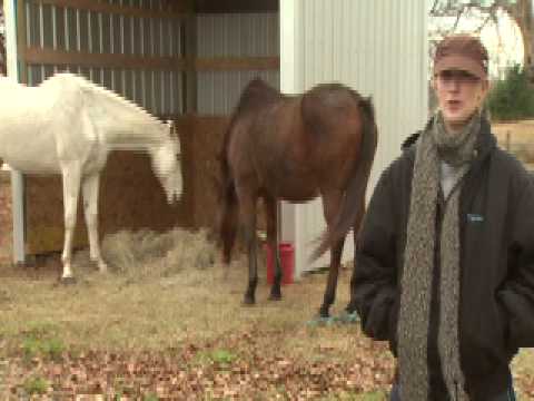 More Oklahomans Giving Up Horses Because of Recess...