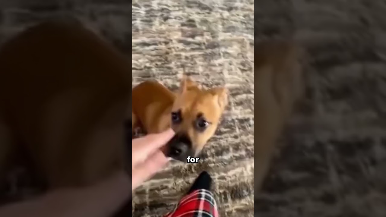 Avoid Direct Eye Contact With Your Dog