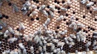 كيف تقوي خلية النحل في أسرع وقت؟ نصائح مهمة