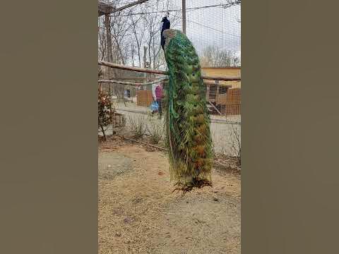 Хвост Павлина обыкновенного - YouTube