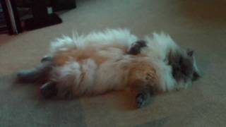 Lazy himalayan cat