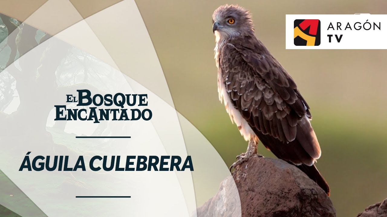 Águila culebrera | LECINA Y BETORZ