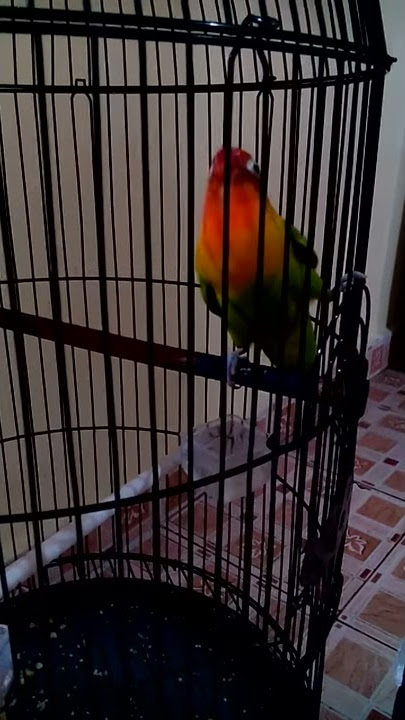 Lovebird top ngekek.01