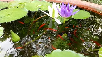 Nuôi cá hồ xi măng 94 - Hoa súng và cá bảy màu vs cá hồng kim