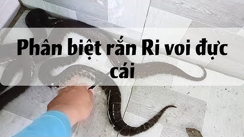 Phân biệt rắn RI VOI đực và cái !