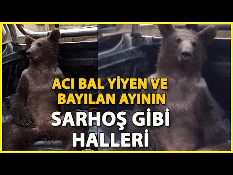 Acı Bal Yiyen ve Bayılan Ayının Sarhoş Gibi Halleri Gülümsetti