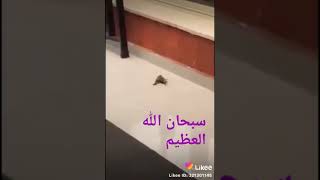 طائر يعيد طائر الى الحياة