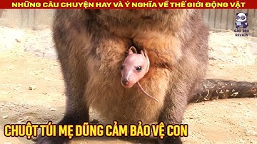 Cảm động trước hình ảnh chuột túi mẹ dũng cảm bảo vệ chuột túi con || Review Con Người và Cuộc Sống