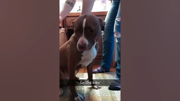 Smiling dog
