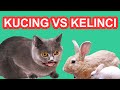 EKSPERIMEN KUCING VS KELINCI