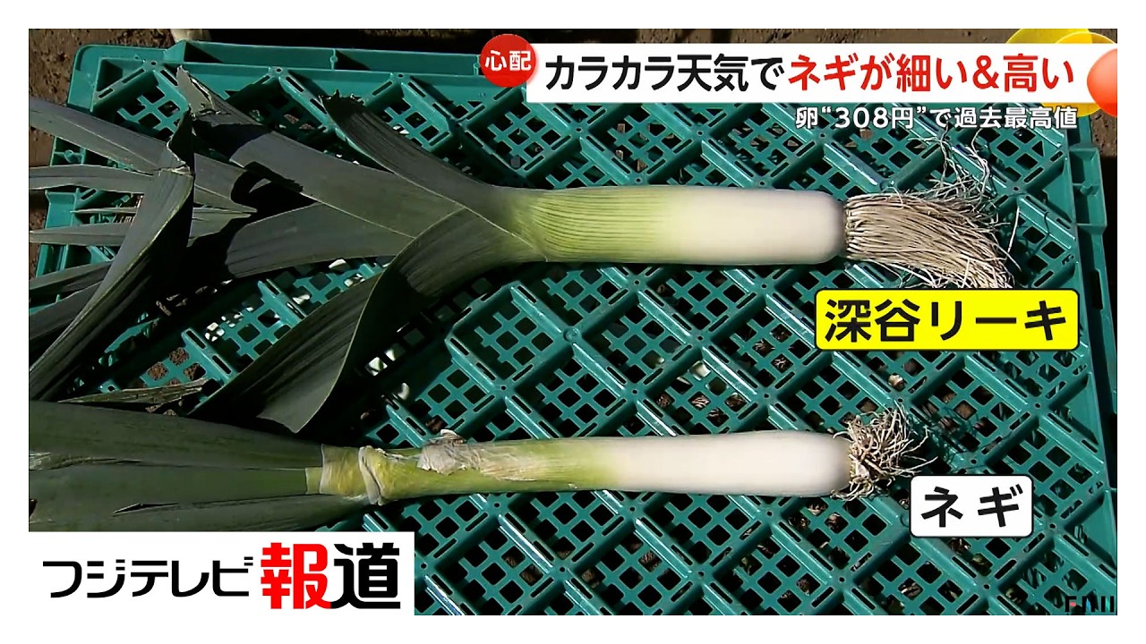 ネギのスキ(値下げしました) UEKI 横浜植木のオンラインショップ / ベイファーム 味十八番ネギ