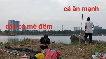 Câu cá mè đêm - cá mè hồ đá nay ăn mạnh rồi cả nhà ơi- đêm lên được vài con luôn,✅
