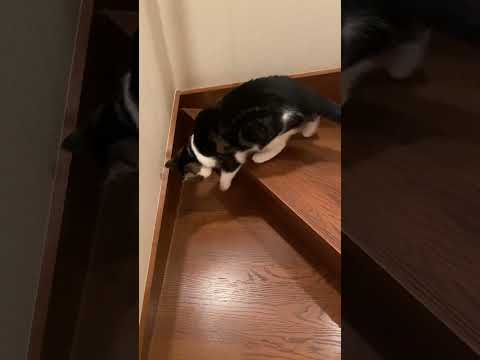子猫動画　階段が苦手…一段一段確実に…