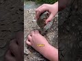 وجدت عملات معدنية في الشجرة Shorts 