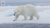 野生動物を守る 動画シリーズ 2分でわかる 世界の自然を守るwwfの活動 Youtube