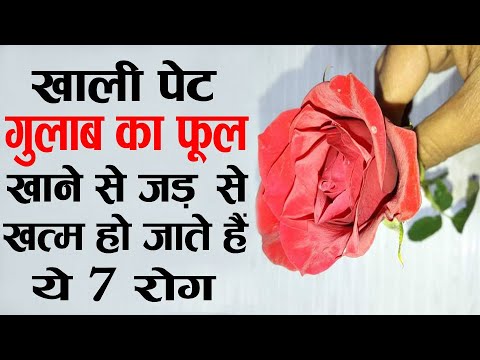 वीडियो: गुलाब खिलाना: क्या, कैसे और कब सबसे अच्छा किया जाता है