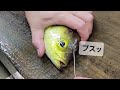 【職人技】老舗魚河岸でイサキ捌き方・下処理・神経締め・How to prepare large fish