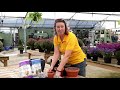 PETITTI How To Plant Spring Bulbs in Pots