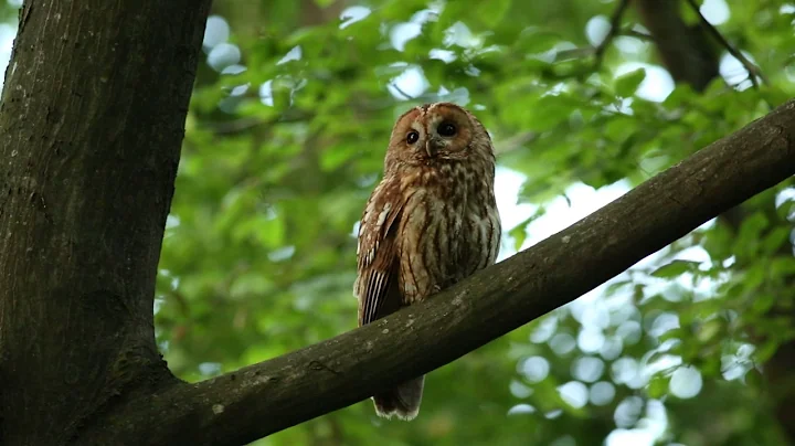 Tawny owl
