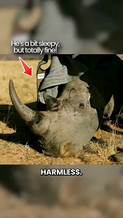 Making Rhinos Radioactive?