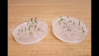 Seed Germination in Microgravity [Gravity Series 02]
