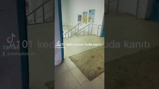 A101 Kedi Satıyor Son 1 Adet Kalmış Koşun