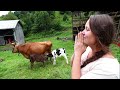 Stubborn Mama Cow Finally Adopts This Hungry Calf - Farm Animals - HOMESTEAD LIFE