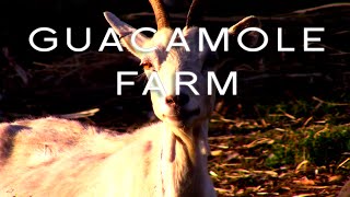 Guacamole Farm