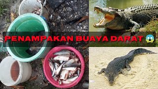 EDISI MENCARI IKAN || PENAMPAKAN BUAYA DARAT