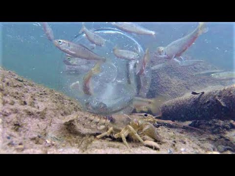 Walleye Fishing with Minnows - How To Hook and Jig Live Bait 