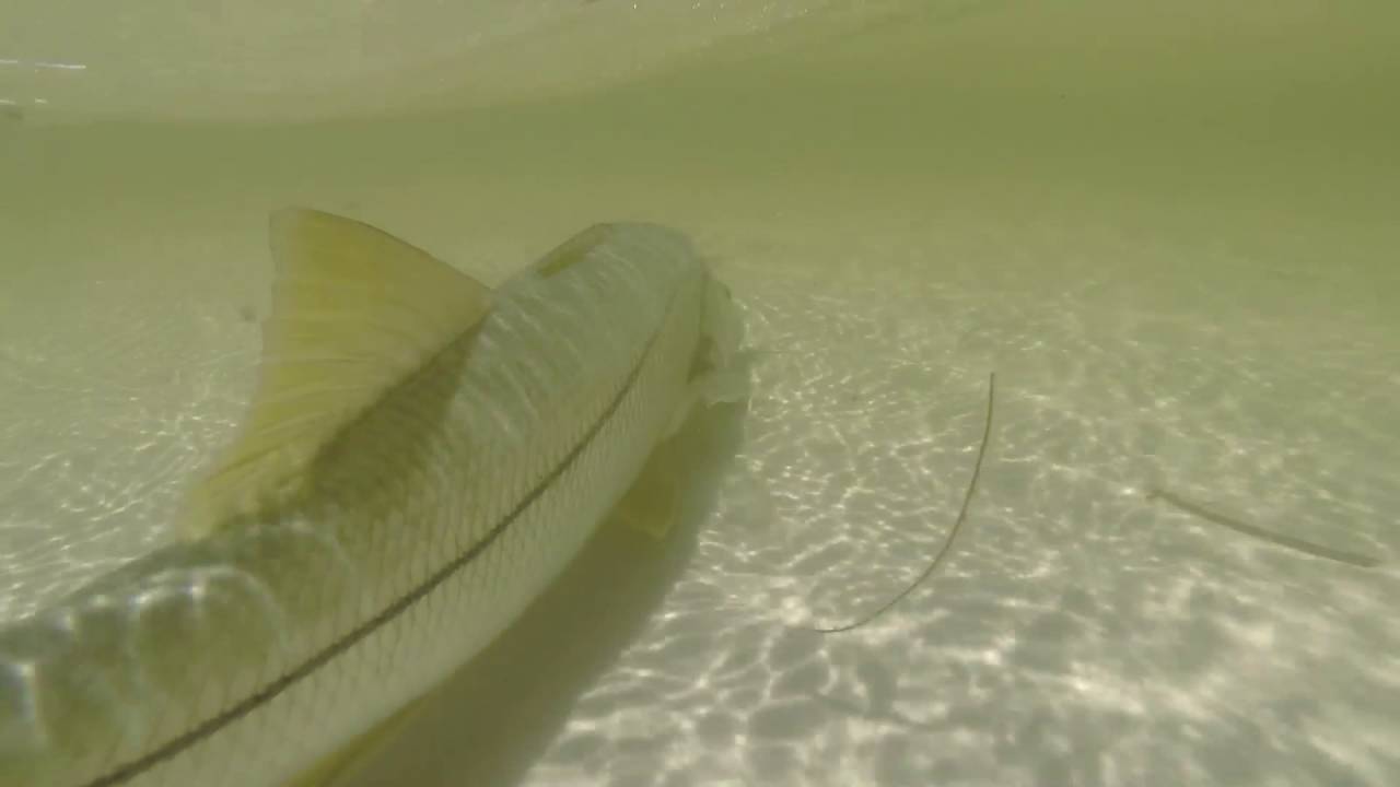downloading Old Snook downloading Old Snook