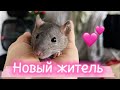 Пополнение в стае 🐀 Новый крысенок по имени Зевс 🐀