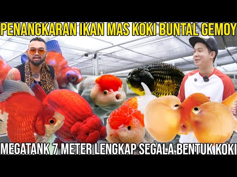 JENIS DAN HARGA IKAN MAS KOKI ORANDA TERBARU | WAJIB NONTON BUAT PECINTA IKAN HIAS