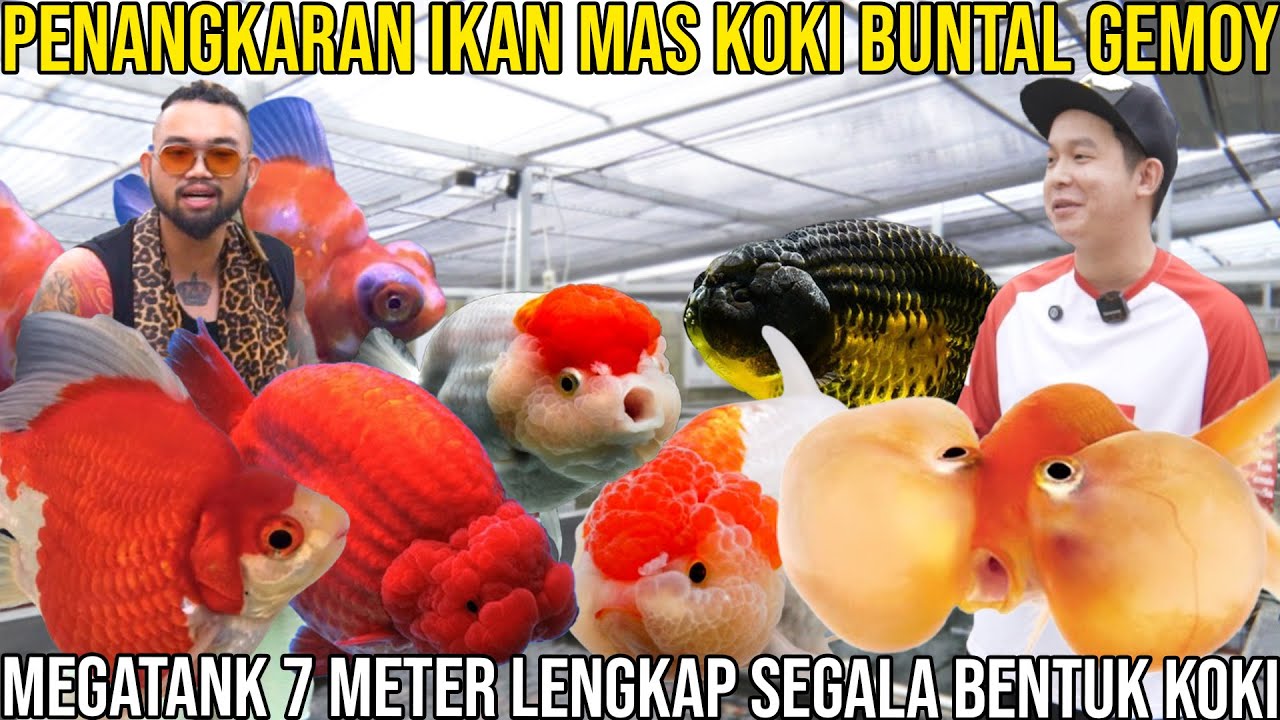 PENANGKARAN IKAN MAS KOKI BUNTAL GEMOY MEGATANK 7 METER LENGKAP SEGALA BENTUK KOKI 