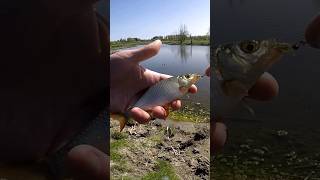 МОРМИШИНГ РУЛИТЬ! Краснопірка на НАНОДЖИГ! #fishing #краснопірка #джиг #наноджиг