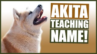 PUPPY TRAINING! Teaching Your AKITA Puppy Their Name