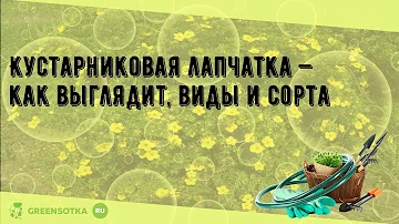 Кустарниковая лапчатка — как выглядит, виды и сорта