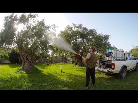 Video: Hvilken er udblomstring af følgende?