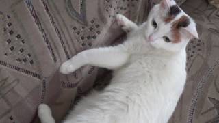кошка по имени Бася кошка по имени Бася