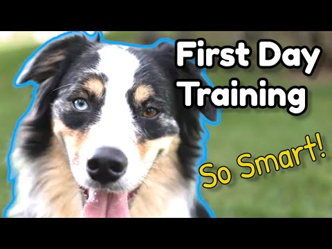 How to Train New Australian Shepherd! | First Lesson Amazing Results! | Obedience Training Aussie